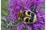 bee beetle (Trichius fasciatus) Trichius fasciatus