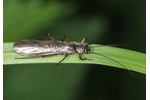 pošvatka rodu Taeniopteryx Taeniopteryx