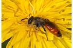 cuckoo bee (Sphecodes) Sphecodes