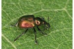 peach weevil (Rhynchites bacchus) Rhynchites bacchus