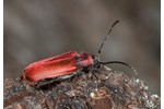 longhorn beetle Pyrrhidium sanguineum Pyrrhidium sanguineum
