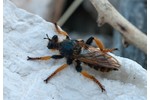 robber fly (Pogonosoma maroccanum) Pogonosoma maroccanum