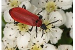 cardinal beetle (Pyrochroa coccinea) Pyrochroa coccinea