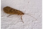 caddis fly Phrygaena grandis Phrygaena grandis