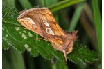 Gold Spot (Plusia festucae) Plusia festucae