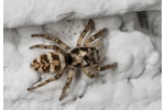 zebra spider (Salticus scenicus) Salticus scenicus