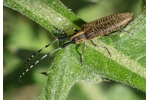 golden-bloomed grey longhorn beetle (Agapanthia villosoviridescens) Agapanthia villosoviridescens