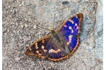  lesser purple emperor (Apatura ilia) Apatura ilia