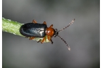 cereal leaf beetle (Oulema melanopus) Oulema melanopus