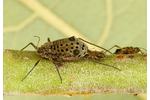 giant willow aphid (Tuberolachnus salignus) Tuberolachnus salignus