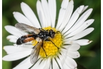 tachinid fly Cylindromyia pusilla Cylindromyia pusilla