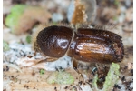 European Spruce Bark Beetle (Ips typographus) Ips typographus
