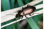 ground beetle (Poecilus) Poecilus