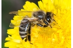 honey bee (Apis mellifera) Apis mellifera