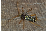 longhorned beetle Plagionotus arcuatus Plagionotus arcuatus