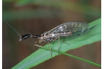 snake fly (Raphidia) Raphidia