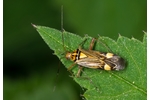 Striped Oak Bug (Rhabdomiris striatellus) Rhabdomiris striatellus