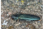 beech splendour beetle (Agrilus viridis) Agrilus viridis