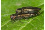 beech splendour beetle (Agrilus viridis) Agrilus viridis