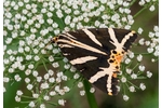 Jersey Tiger (Euplagia quadripunctaria) Euplagia quadripunctaria