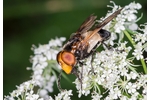 Large Pied-hoverfly (Volucella pellucens) Volucella pellucens