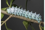Indian eri silkworm (Samia cynthia ricini) caterpillar Samia cynthia ricini