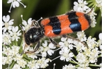 bee beetle (Trichodes apiarius] Trichodes apiarius