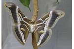 Ailanthus silkmoth (Samia cynthia ricini) Samia cynthia ricini