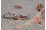 linden aphid (Eucallipterus tiliae) Eucallipterus tiliae