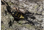 gnaphosid spider Callilepis nocturna Callilepis nocturna