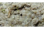 Vodomil Chaetarthria seminulum  Miniaturní vodomil Chaetarthria seminulum žije ve vlhkém písku na březích tůní, foto Vojtěch Kolář