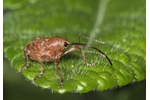 nosatec žaludový (Curculio glandium) Curculio glandium