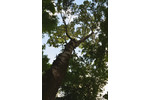 Crown of a mature tree in South Moravia, white poplar, a typical species of the lowland forest in the Czech Republic, Lanzhot (Photo: Martin Volf). Crown of a mature tree in South Moravia, white poplar, a typical species of the lowland forest in the Czech Republic, Lanzhot (Photo: Martin Volf).