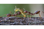 Weaver ants (the genus Oecophylla), one of the common inhabitants of tropical trees, hunting caterpillars. Lowland forest, Papua New Guinea (Photo: Milan Janda). Weaver ants (the genus Oecophylla), one of the common inhabitants of tropical trees, hunting caterpillars. Lowland forest, Papua New Guinea (Photo: Milan Janda).