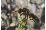 Lathbury's Nomad Bee (Nomada lathburiana) Nomada lathburiana
