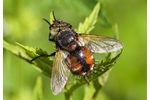 kuklice tmavopásá (Nowickia ferox) Nowickia ferox