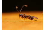 Parazitická vosička Parazitická vosička r. Asobara, která napadá larvy octomilek. Foto Phil Hönle.