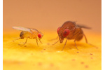 Octomilky Mezi octomilkami jsou velké rozdíly: vlevo klasický genetický model Drosophila melanogaster, vpravo Drosophila rubida z australského pralesa. Foto Phil Hönle.