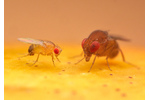 Octomilky Mezi octomilkami jsou velké rozdíly: vlevo klasický genetický model Drosophila melanogaster, vpravo Drosophila rubida z australského pralesa. Foto Phil Hönle.