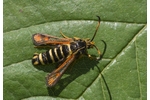 six-belted clearwing (Bembecia ichneumoniformis) Bembecia ichneumoniformis