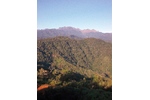 Papua New Guinea View of the studied pristine forests of Mt. Wilhelm, Papua New Guinea. Photo: Tom Fayle