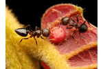 Ants love sweet Tropical ants consume a large variety of food, with some species specializing in hunting insects but others on sugars. Here, the ant of the genus Crematogaster feeds on the sugar secretions provided by a tropical plant. Papua New Guinea. Photo: Philipp Hoenle