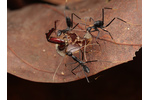 Cleaning up the remains of a dead beetle Workers of Leptomyrmex flavitarsus cleaning up the remains of a dead beetle. One of the species also observed in the experiment conducted on Mt. Wilhelm. Papua New Guinea. Photo: Philipp Hoenle